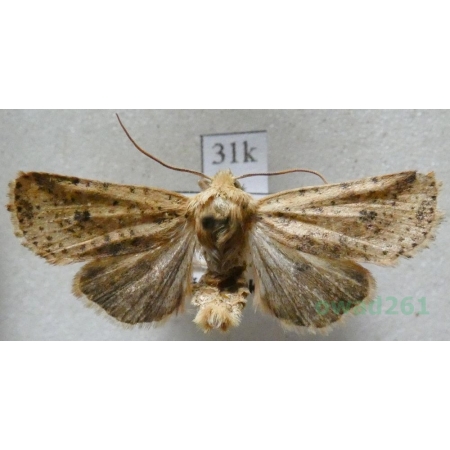 Conistra rubiginea (Denis & Schiffermüller, 1775) Porożnica rudnica Czech31k